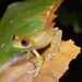 Boophis marojezensis.jpg