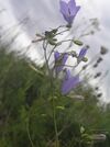 Campanula moravica1.JPG