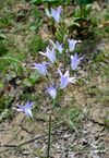 Campanula rapunculus W1.jpg