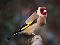 Carduelis carduelis close up 2.jpg