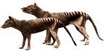 Colored-Crop-Tasmanian tiger.jpg