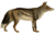Dogs, jackals, wolves, and foxes (Plate XIII).png