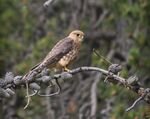 Falco columbarius East Glacier park Montana.jpg