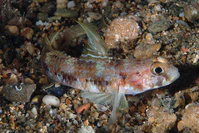 Gobius niger (varietà Albidus) - (Stefano Guerrieri).jpg