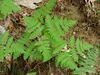 Gymnocarpium dryopteris AT.JPG