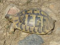 Loptica - tortoise - P1100428.JPG