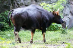 Malayan Gaur (Seladang Malaya).jpg