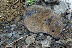 Microtus agrestis 01 by-dpc.jpg