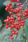 Nandina domestica -fruits 01.jpg