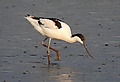 Pied Avocet Recurvirostra avosetta by Dr. Raju Kasambe DSCN3743 (8).jpg