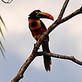Pteroglossus frantzii -Puntarenas, Costa Rica-8n-4c.jpg