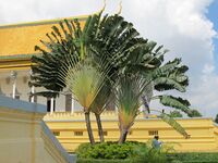 Ravenala madagascariensis5.jpg