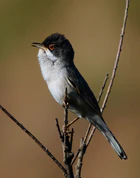 Sylvia mystacea (2).jpg