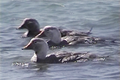 White-headed Flightless Steamer Duck (Tachyeres leucocephalus).PNG