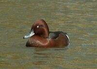 Aythya nyroca Bulgaria 1.jpg