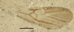 BMNHP24963 Paraphaenogaster hooleyana.jpg