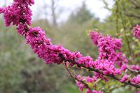 Cercis chinensis Sochi.JPG