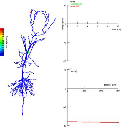 Coincidence detection in dendrites of pyramidal neurons.gif