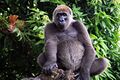 Cross river gorilla.jpg
