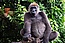 Cross river gorilla.jpg