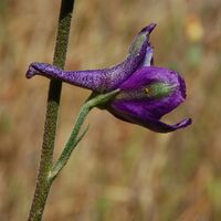 Delphinium patens-9.jpg
