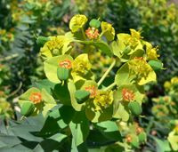 Euphorbia rigida 3.jpg