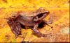 Gephyromantis leucomaculatus.jpg