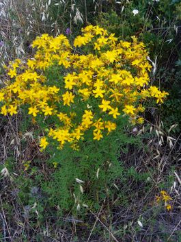 Hypericum perforatum Habitus DehesaBoyalPuertollano.jpg