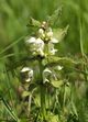 Lamium album LC0137.jpg