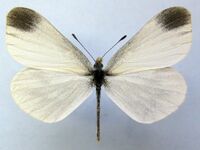 Leptidea juvernica01.jpg