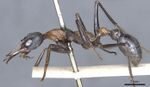 M. nigrocincta specimen 1.jpg