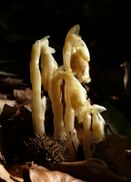 Monotropa hypopitys 100707.jpg