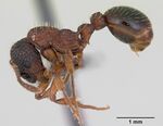 Myrmica sulcinodis casent0172735 profile 1.jpg