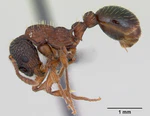 Myrmica sulcinodis casent0172735 profile 1.jpg