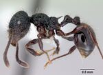 Perissomyrmex snyderi casent0172276 profile 1.jpg