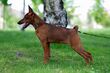 Pinscher Miniatura europeo. (cropped).jpg