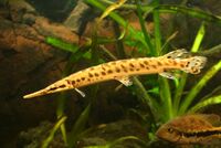Spotted gar.jpg