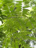 Toona sinensis - Kunming Botanical Garden - DSC02812.JPG