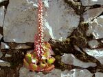 Umbilicus rupestris red.jpg