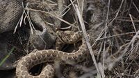 Vipera renardi Volgograd.jpg