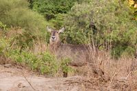 Waterbuck Manyara.jpg