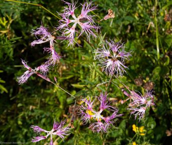 Гвоздика пышная.jpg