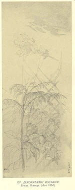 Декоративні рослини. Етюди .jpg