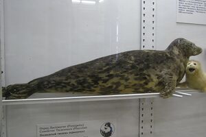 Каспийский тюлень (cropped).jpg