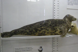 Каспийский тюлень (cropped).jpg