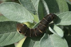 0 Chenille - Deilephila elpenor - Havré (1).JPG