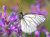 Aporia crataegi (1).jpg