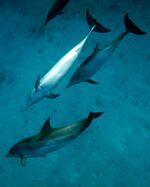 Atlantic Spotted Dolphin.jpg