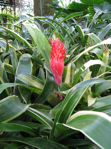Billbergia pyramidalis 'Variegata'2.jpg