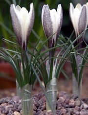 Crocus alatavicus, 2011.jpg